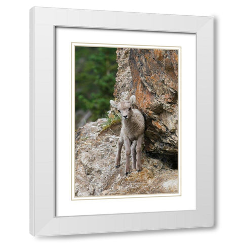 Bighorn Sheep Lamb White Modern Wood Framed Art Print with Double Matting by Archer, Ken
