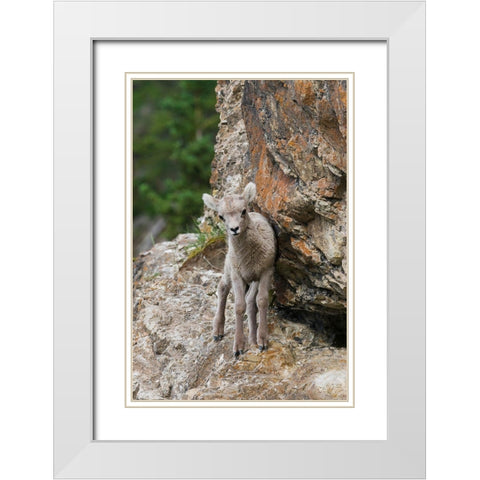 Bighorn Sheep Lamb White Modern Wood Framed Art Print with Double Matting by Archer, Ken