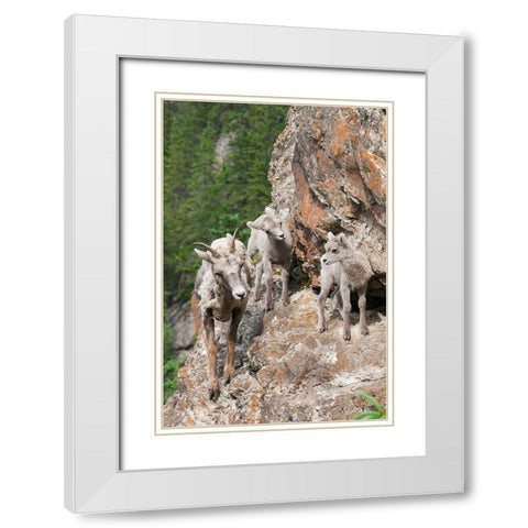Bighorn Sheep Ewe with young twins White Modern Wood Framed Art Print with Double Matting by Archer, Ken