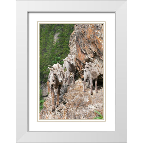 Bighorn Sheep Ewe with young twins White Modern Wood Framed Art Print with Double Matting by Archer, Ken