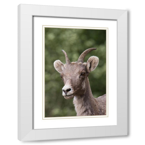 Rocky Mountain Bighorn Sheep-shedding winter fur White Modern Wood Framed Art Print with Double Matting by Archer, Ken