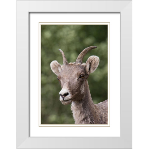Rocky Mountain Bighorn Sheep-shedding winter fur White Modern Wood Framed Art Print with Double Matting by Archer, Ken