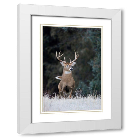 White-tailed Deer Buck White Modern Wood Framed Art Print with Double Matting by Archer, Ken