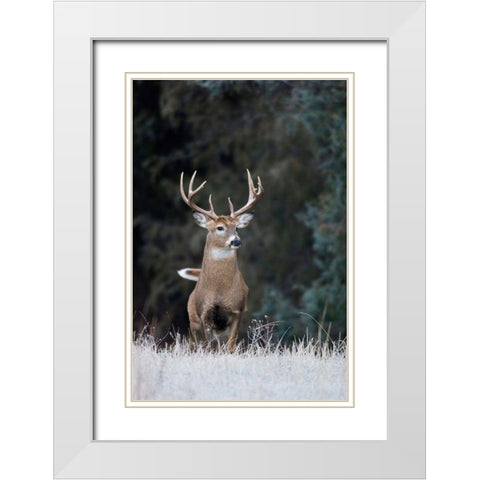 White-tailed Deer Buck White Modern Wood Framed Art Print with Double Matting by Archer, Ken
