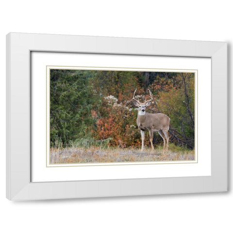 White-tailed Deer Buck White Modern Wood Framed Art Print with Double Matting by Archer, Ken