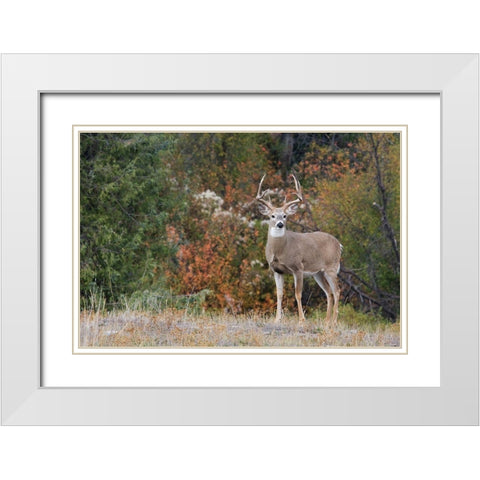 White-tailed Deer Buck White Modern Wood Framed Art Print with Double Matting by Archer, Ken