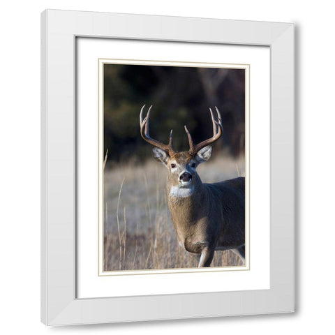 White-tailed Deer Buck White Modern Wood Framed Art Print with Double Matting by Archer, Ken
