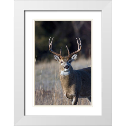 White-tailed Deer Buck White Modern Wood Framed Art Print with Double Matting by Archer, Ken