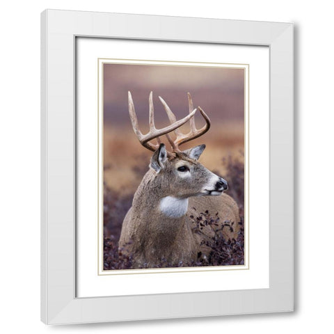 White-tailed Deer Buck White Modern Wood Framed Art Print with Double Matting by Archer, Ken