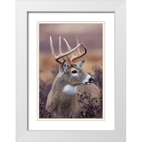 White-tailed Deer Buck White Modern Wood Framed Art Print with Double Matting by Archer, Ken