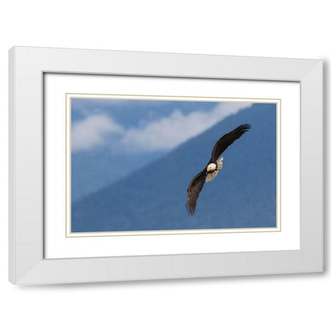 Bald Eagle White Modern Wood Framed Art Print with Double Matting by Archer, Ken