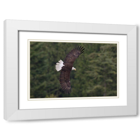 Bald Eagle White Modern Wood Framed Art Print with Double Matting by Archer, Ken