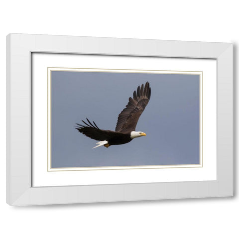 Bald Eagle flying White Modern Wood Framed Art Print with Double Matting by Archer, Ken