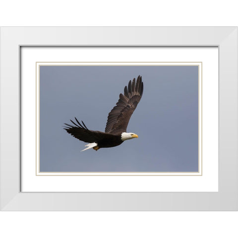 Bald Eagle flying White Modern Wood Framed Art Print with Double Matting by Archer, Ken
