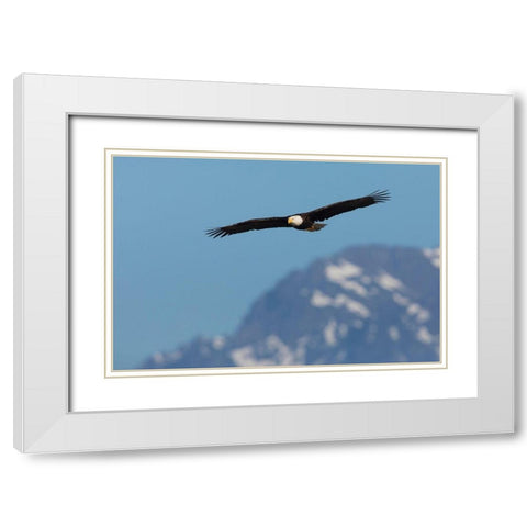 Bald eagle White Modern Wood Framed Art Print with Double Matting by Archer, Ken