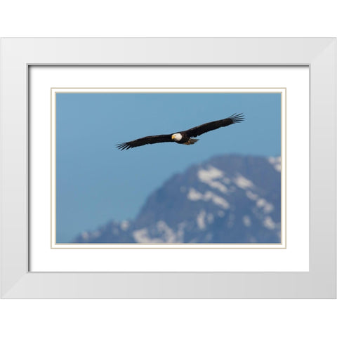 Bald eagle White Modern Wood Framed Art Print with Double Matting by Archer, Ken