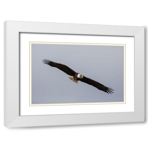 Bald Eagle White Modern Wood Framed Art Print with Double Matting by Archer, Ken