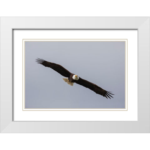 Bald Eagle White Modern Wood Framed Art Print with Double Matting by Archer, Ken