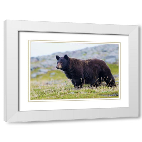 Black Bear-Big Boar White Modern Wood Framed Art Print with Double Matting by Archer, Ken