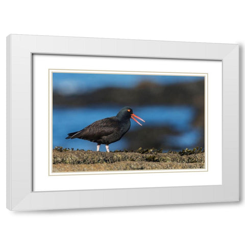 Black Oystercatcher Calling White Modern Wood Framed Art Print with Double Matting by Archer, Ken