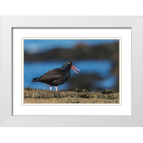 Black Oystercatcher Calling White Modern Wood Framed Art Print with Double Matting by Archer, Ken