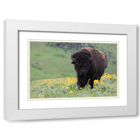 Bison-Balsa Root Blooms White Modern Wood Framed Art Print with Double Matting by Archer, Ken