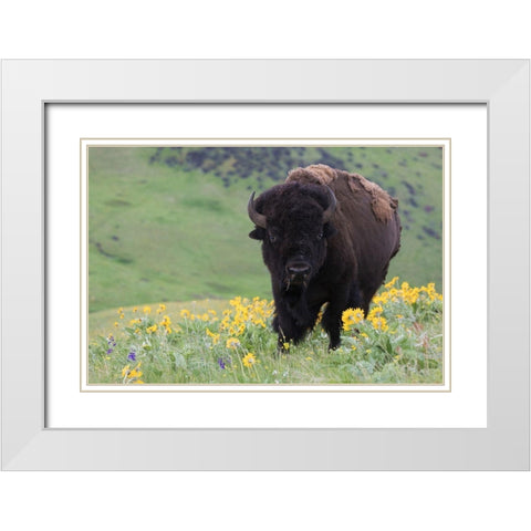 Bison-Balsa Root Blooms White Modern Wood Framed Art Print with Double Matting by Archer, Ken