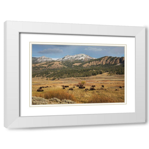 Bison in Lamar Valley-Yellowstone National Park White Modern Wood Framed Art Print with Double Matting by Archer, Ken
