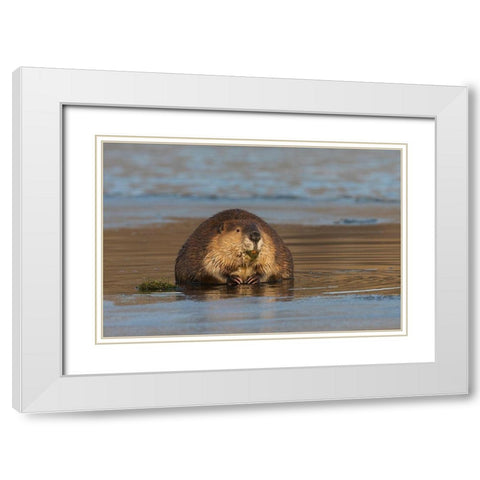 Beaver-foraging in early winter White Modern Wood Framed Art Print with Double Matting by Archer, Ken