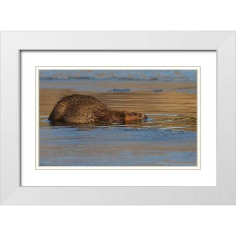Beaver-late autumn ice pathway White Modern Wood Framed Art Print with Double Matting by Archer, Ken