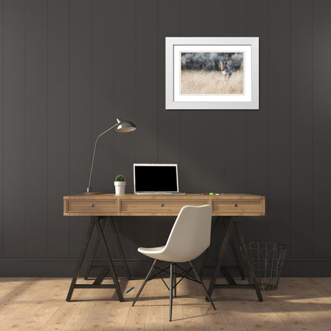 Coyote on the prowl for a meal White Modern Wood Framed Art Print with Double Matting by Archer, Ken