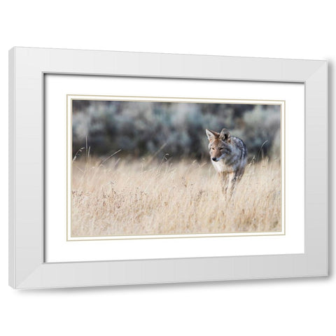 Coyote on the prowl for a meal White Modern Wood Framed Art Print with Double Matting by Archer, Ken