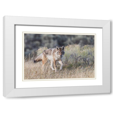 Coyote-stalking White Modern Wood Framed Art Print with Double Matting by Archer, Ken