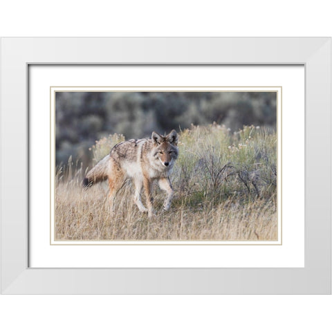 Coyote-stalking White Modern Wood Framed Art Print with Double Matting by Archer, Ken