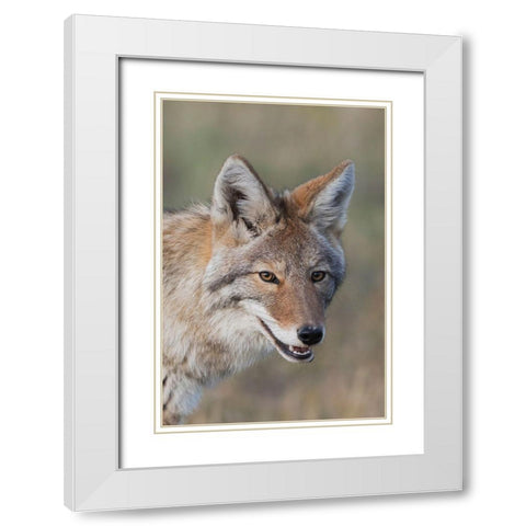 Coyote-Close-up Portrait White Modern Wood Framed Art Print with Double Matting by Archer, Ken