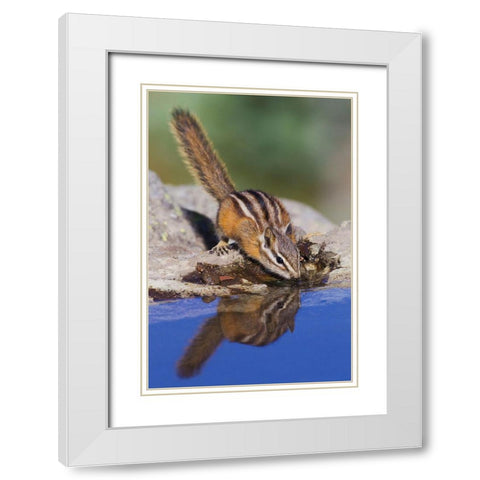 Townsends Chipmunk-summer time drink White Modern Wood Framed Art Print with Double Matting by Archer, Ken