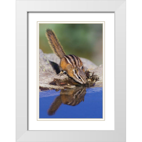 Townsends Chipmunk-summer time drink White Modern Wood Framed Art Print with Double Matting by Archer, Ken
