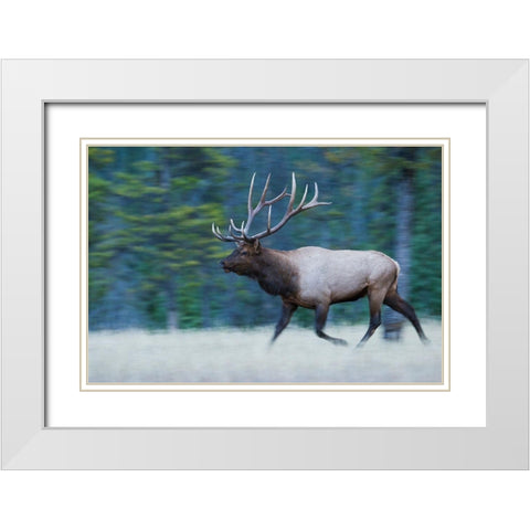 Bull Elk on the move White Modern Wood Framed Art Print with Double Matting by Archer, Ken