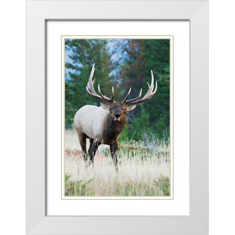 Bull Elk Bugling White Modern Wood Framed Art Print with Double Matting by Archer, Ken