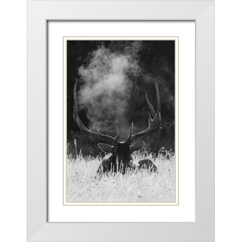 Rocky Mountain Bull Elk-bugling after effects White Modern Wood Framed Art Print with Double Matting by Archer, Ken