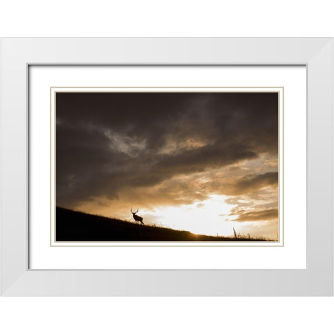 Bull Elk-sunset storm clouds White Modern Wood Framed Art Print with Double Matting by Archer, Ken