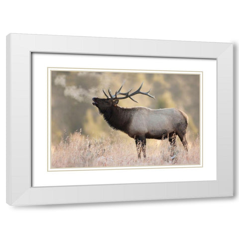 Bull Elk-Morning Breath White Modern Wood Framed Art Print with Double Matting by Archer, Ken