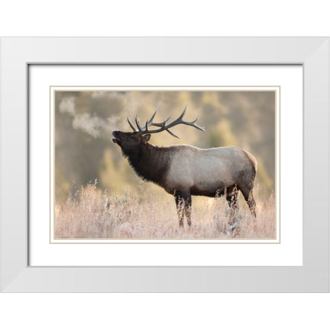 Bull Elk-Morning Breath White Modern Wood Framed Art Print with Double Matting by Archer, Ken