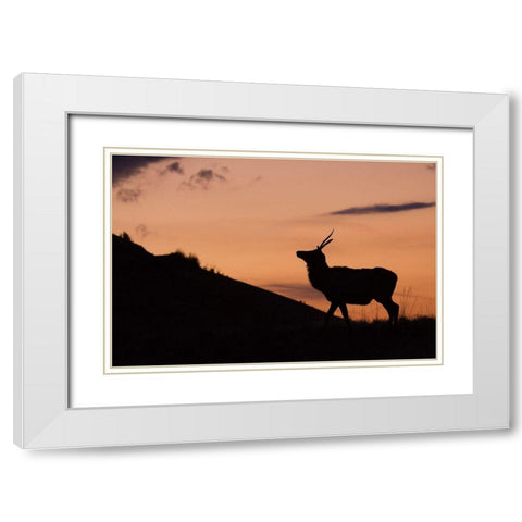 Young Bull Elk-Sunset Silhouette White Modern Wood Framed Art Print with Double Matting by Archer, Ken