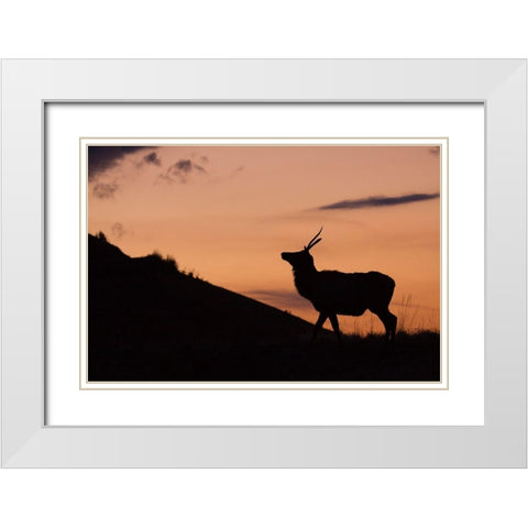 Young Bull Elk-Sunset Silhouette White Modern Wood Framed Art Print with Double Matting by Archer, Ken