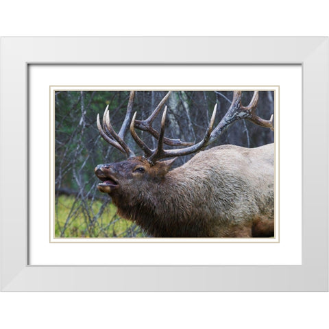 Bull Elk Fleming White Modern Wood Framed Art Print with Double Matting by Archer, Ken