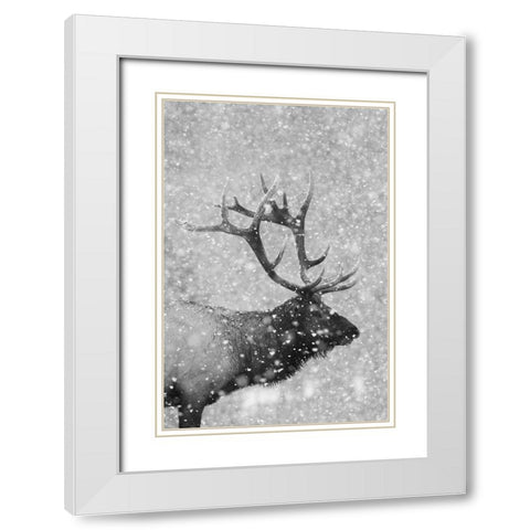 Bull Elk-Autumn Snow White Modern Wood Framed Art Print with Double Matting by Archer, Ken