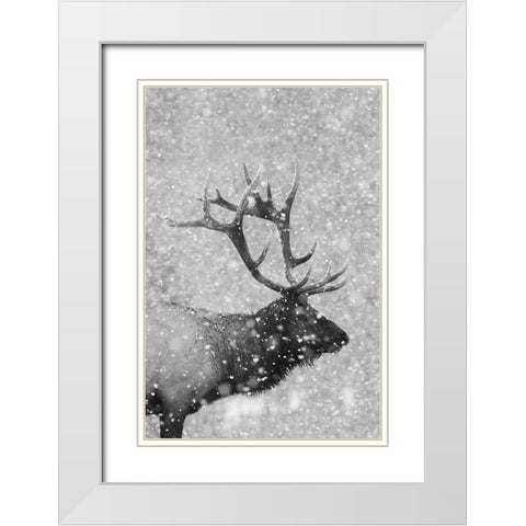Bull Elk-Autumn Snow White Modern Wood Framed Art Print with Double Matting by Archer, Ken