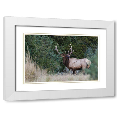 Bull Elk Bugling White Modern Wood Framed Art Print with Double Matting by Archer, Ken
