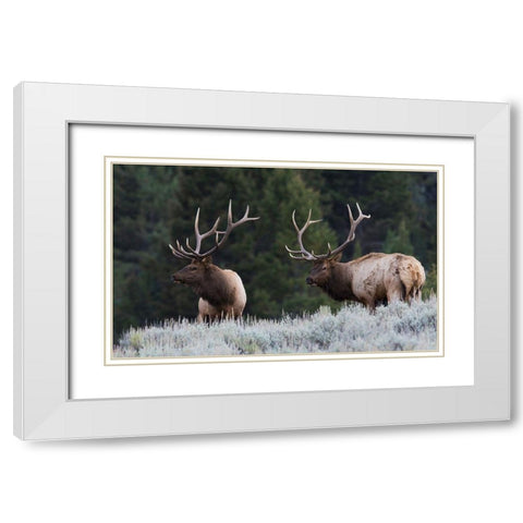 Mature Elk Bulls sizing one another up White Modern Wood Framed Art Print with Double Matting by Archer, Ken